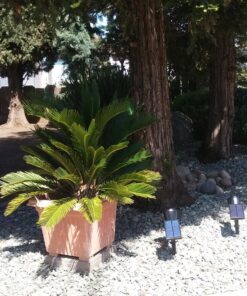 InnoGear Solar Lights for Outside, Solar Lights Outdoor Waterproof Solar Garden Yard Spot Lights Spotlight Pathway Landscape Lighting Wall Light Auto On/Off, Pack of 2 (White) White 69 81dXNyV2sRL