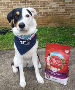 Purina ONE Plus Healthy Puppy Formula High Protein Natural Dry Puppy Food with added vitamins, minerals and nutrients - 8 lb. Bag Dry Food Chicken 8.00 Pound (Pack of 1) 33 81dYWlEpOdL