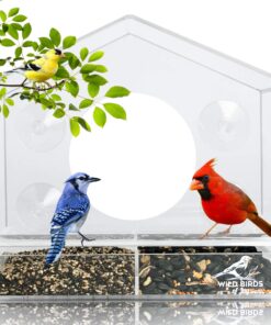 Alternative view of Wild Birds of Joy Bird House Window Bird Feeder with 4 Super Strong Suction Cups & Locking, Sliding Seed Tray, Extra Large, Clear Acrylic, Outdoor Bird Feeders, Outside View of Cardinal and Blue Jay