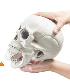 Prextex 6.5" Plastic Skull Head Halloween Decor | Realistic Life-Size Skeleton Skull Halloween & Day of The Dead Decoration | Scary Human Skull Replicas Skeleton Decor | Head Skulls Decor 20 81ddouI44NL 1