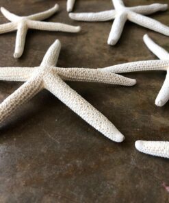 LOT of 10 White Pencil Starfish Wedding Decor 4" - 5" 20 81dhPYFV4uL