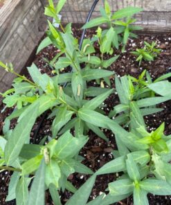 Seed Needs, Milkweed Seed Packet Collection to Attract Monarch Butterflies (6 Individual Seed Varieties to Plant) Heirloom & Untreated Seeds 6 Pack 42 81djCInlj7L