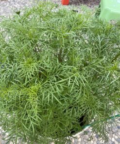 Cosmos Seeds Wildflower Mixture - Bulk 1 Ounce Packet - Over 5,000 Seeds - Pink, Yellow, Orange, Red, Purple and White Mixed Species! 1 Ounce Pouch 42 81djaO2BkGL