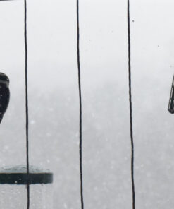 Wildlife Sciences High Energy Suet Cake 10 Pack 40 81doRwBCq0L