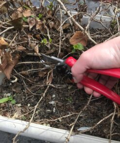 Carbon Steel Bypass Garden Shears - Ultra Sharp Blades with Safety Lock & Comfort Grip - Hand Trimmer with Sap Groove Easily Cuts Through Branches & Stems for Indoor & Outdoor Use 48 81drZZOd7 L