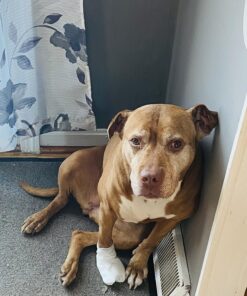 Paw Nectar Dog Paw Balm - Heals, Repairs & Restores Dry, Cracked & Damaged Paws - 100% Organic & Natural Cream Butter, Wax, Moisturizer & Protection for Dog Feet & Foot Pads - Effective & Safe - 2 Oz 33 81dw SCuOnL