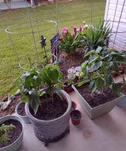 Bell Pepper Seeds for Planting - California Wonder - Heirloom Non-GMO Pepper Seeds for Planting - 100 Seeds - Sweet Pepper Matures from Green to Red by RDR Seeds 29 81dwDtvBZlL