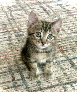 Silver Miracles Colloidal Silver Gel - Nano Silver Gel Wound Care - Healing Ointment for Burns, Sunburns & Irritated Skin - 4 Oz Unscented 55 81dxF4 ht L 1