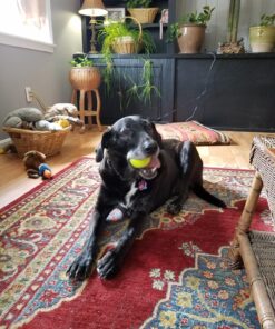 Penn Championship Tennis Balls - Extra Duty Felt Pressurized - 4 Cans, 12 Balls 28 81e 8afNAWL