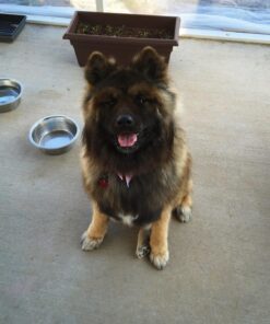 Life Line Pet Nutrition Wild Alaskan Fish Oil Omega-3 Supplement for Skin & Coat – Supports Brain, Eye & Heart Health in Dogs & Cats, 128oz 32 81e LTvYL 1