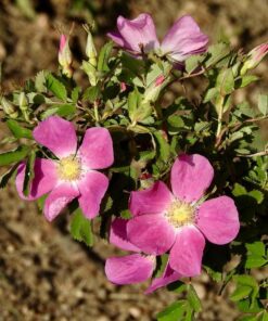 Nikon COOLPIX P900 Digital Camera (Black) 96 81e1s3773hL