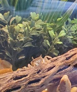 SunGrow Cholla Wood, 5” Climbing Logs, Chew Toy, Aquarium Fish, Snail & Shrimp Driftwood, Décor Adds Raw Beauty, 3 Pack (3 Pieces, 5 inches) 41 81e2N1GxJlL 2