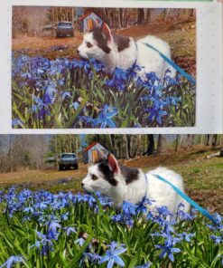 Zink Polaroid ZIP Wireless Mobile Photo Mini Printer (White) Compatible w/ iOS & Android, NFC & Bluetooth Devices 43 81e3xDwTAUL 2