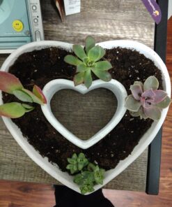 Shop Succulents Unique Succulent Plant Pack Collection - Live Mini Succulent Plants, Low Maintenance, Exceptional Colors & Textures - Wedding and Party Favors, Gift & Garden, Pack of 4 4-Pack Succulent Packs 42 81e4XhU0fSL