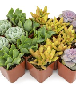 Succulents Plants Live (20PK) Potted Succulent Plants Live House Plants, Cactus Plants Live Plants Indoor Plants Live Houseplants, Indoor Plant Succulents Live Plant House Plant by Plants for Pets 20-PACK 43 81e7IaoG4qL