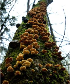 Nikon AF-P DX NIKKOR 10-20mm f/4.5-5.6G VR Lens Black Lens Only 69 81e7zU49A4L