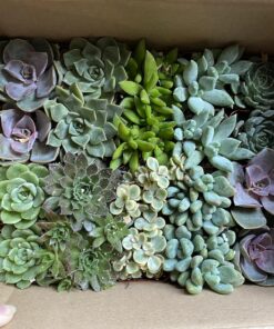 Succulents Plants Live (20PK) Potted Succulent Plants Live House Plants, Cactus Plants Live Plants Indoor Plants Live Houseplants, Indoor Plant Succulents Live Plant House Plant by Plants for Pets 20-PACK 52 81e94tyWnL
