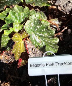 Brother Genuine P-Touch TZE-131 Tape, 1/2" (0.47") Standard Laminated P-Touch Tape, Black on Clear, Perfect for Indoor or Outdoor Use, Water Resistant, 26.2 Feet (8M), Single-Pack, TZe131 0.47 in x 26.2 ft 17 81e9LaYOWwL