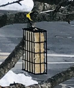 More Birds Suet Cage Bird Feeder, Fruit and Suet Feeder, Single Cake Capacity ,Black Black 33 81eH2OuD78L