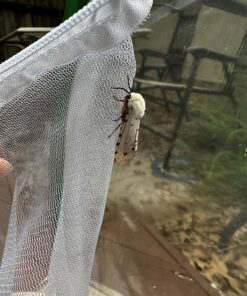 Trasfit Pop-up Insect and Butterfly Habitat Cage Terrarium - 24 Inches Tall 52 81eJ4pLnDsL