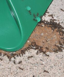 Terro 1806 Outdoor Liquid Ant Baits, 1.0 fl. oz. - 6 count 33 81eNVF1kCIL