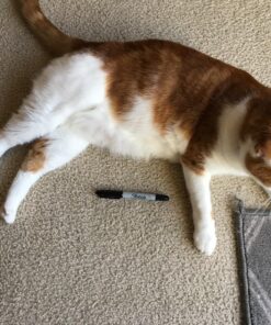 Petmate Two-Door Small Dog Kennel & Cat Kennel (Top Loading or Front Loading Pet Carrier, Made with Recycled Materials, 24 inches in Length) For Pets up to 15 Pounds, Made in USA 24.0"L x 14.5"W x 17.0"H TAN 61 81eP9wcZFML 1