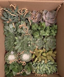 Succulents Plants Live (20PK) Potted Succulent Plants Live House Plants, Cactus Plants Live Plants Indoor Plants Live Houseplants, Indoor Plant Succulents Live Plant House Plant by Plants for Pets 20-PACK 62 81eQ9DV1enL