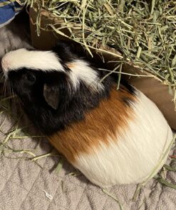 Oxbow Animal Health Western Timothy Hay- Veterinarian Recommended- Hay for Rabbits, Chinchillas, Guinea Pigs & Other Small Pets- Grown in the USA- Premium Quality Natural Hay- Fiber Rich- 40 Oz 2.5 Pound (Pack of 1) 43 81eSU8949pL