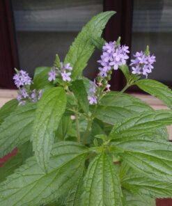 Outsidepride Verbena Hastata Blue Vervain Pollinating Wild Flower Plants - 5000 Seeds 18 81eZueN 63L