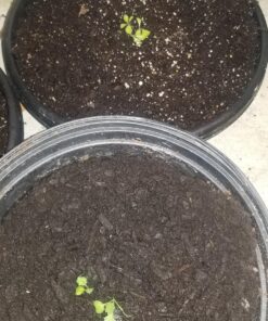 7 Varieties of Leafy Power Green Organic Seeds, Non-GMO Seeds for Planting, Heirloom Seeds - Spinach Seeds, Arugula, Kale, Lolla Rossa Lettuce Seeds, Buttercrunch, Gourmet Mix Lettuce, Swiss Chard 47 81eayKHxL