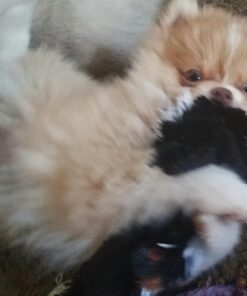 SPOT Mini Skinneeez | Stuffless Dog Toy with Squeaker For All Dogs | Tug-Of-War Toy For Small and Large Breeds | 14" | Skunk Design | By Ethical Pet 8 81eeMTlNKbL