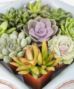 Succulents Plants Live (20PK) Potted Succulent Plants Live House Plants, Cactus Plants Live Plants Indoor Plants Live Houseplants, Indoor Plant Succulents Live Plant House Plant by Plants for Pets 20-PACK 44 81enDxBadZL