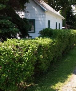 BLACK+DECKER 20V MAX Cordless Hedge Trimmer with Power Command Powercut, 22-Inch (LHT321FF) 20V Hedge Trimmer Kit 28 81eo5WMVphL