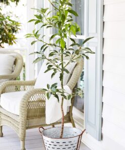 Brighter Blooms - Cold Hardy Avocado Tree, 1-2 Ft. - Indoor/Outdoor Potted Avocado Tree to Grow Your Own - No Shipping to AZ 1-2 ft. 11 81esfMDOwRL