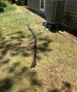 Drain King H34 Unclogs Sewer Lines, Main, and Outside Deck Drains, 3 To 4 Inch 9 81evi2nzRSL