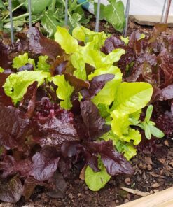 Organic Lettuce Seeds, APPR. 1,100, Lettuce Blend, Heirloom Vegetable Seeds, Certified Organic, Non GMO, Non Hybrid, USA 28 81f 7E04w L