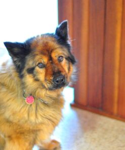 Nikon AF-S FX NIKKOR 50mm f/1.4G Lens with Auto Focus for Nikon DSLR Cameras Lens Only 41 81f30mlLNvL