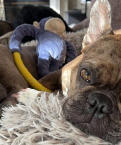 Nature's Miracle Deodorizing Bath Wipes for Dogs 28 81f49TWnkRL