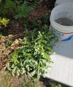 AMES 2917300 Steel Stand-Up Weeder, 40-Inch 20 81fDmJzI8nL