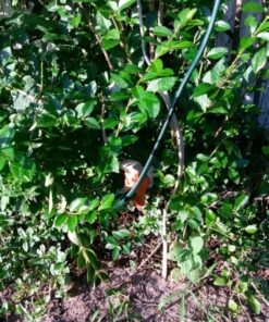 Intex 18ft X 9ft X 52in Ultra Frame Rectangular Pool Set with Sand Filter Pump, Ladder, Ground Cloth & Pool Cover 32 81fFvoj4PlL