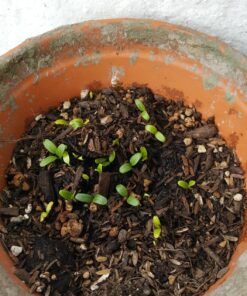 Seed Needs, Pink Swamp Milkweed Seeds for Planting (Asclepias incarnata) Heirloom, Open Pollinated & Untreated, Attracts Monarch Butterflies (2 Packs) 2 Packs (200 Seeds) 32 81faSKRXRgL 1