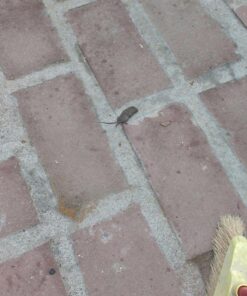 Tomcat Mouse Killer I Tier 1 Refillable Mouse Bait Station, 1 Station with 16 Baits (Bag) 13 81fetrQuCdL