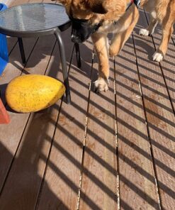 Jolly Pets Jolly Egg Dog Toy, 12 Inches/Large, Yellow Large (12 in) 32 81fgxNZKLwL