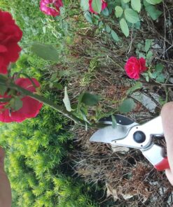 Carbon Steel Bypass Garden Shears - Ultra Sharp Blades with Safety Lock & Comfort Grip - Hand Trimmer with Sap Groove Easily Cuts Through Branches & Stems for Indoor & Outdoor Use 60 81fjqUPkJYL