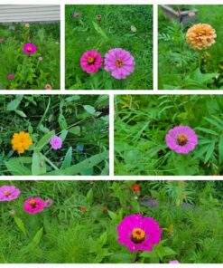 Wildflower Seeds Butterfly and Humming Bird Mix - Large 1 Ounce Packet 7,500+ Seeds - 23 Open Pollinated Annual and Perennial Species 1 Ounce Pouch 44 81flPIPcmML