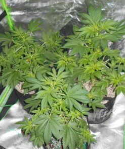 Humboldts Secret Set of A & B Liquid Hydroponics Fertilizer - World's Best Nutrient System – Hydroponic Nutrients for Outdoor, Indoor Plants – Supports Vegetative and Flowering Stages of Plants 32 Ounce 33 81fpOnyb3EL