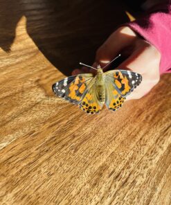 RESTCLOUD Mini Butterfly Habitat, Insect Mesh Cage, Bug Terrarium Pop Up 7.5" x 11" Tall 7.5" x 11" 34 81g i urP1L