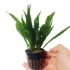 Microsorum Pteropus Hardy Leaf Black Forest Asian Java Fern Potted Live Water Aquatic Aquarium Plants for Freshwater Fish Tank by Greenpro