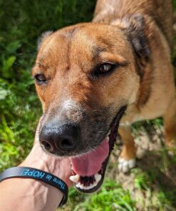 GREENIES Original Regular Natural Dog Dental Care Chews Oral Health Dog Treats, 36 count (Pack of 1) Chicken 36 Count (Pack of 1) 43 81g0l3y4CUL