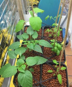 NAVAdeal 2 Pack Silver Highly Reflective Mylar Films, 82x 47Inch, Metallized Foil Covering Sheet, Garden Greenhouse Farming, Increase Plant Growth Save Power, Reduce Uneven Heat Environment Safe Pack of 2 41 81g1ojkKkZL